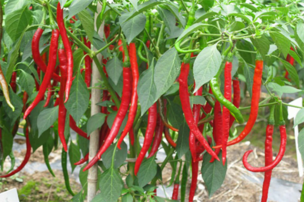 辣椒颜色