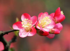 海棠花是什么颜色？对色灯箱检测海棠花的颜色