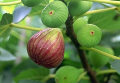 对色灯箱在无花果外观分级中的应用