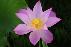 荷花颜色有哪些？对色灯箱评定荷花的颜色