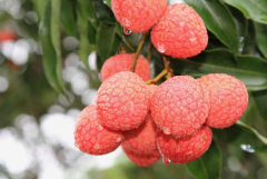 荔枝的颜色有哪些？对色灯箱检定荔枝颜色