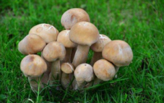 对色灯箱评定蘑菇的颜色