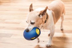 对色灯箱检测宠物玩具颜色