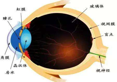 人眼分辨颜色原理