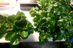 标准光源在植物颜色检测领域的应用