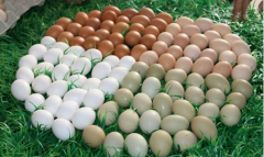 对色灯箱检定鸭蛋壳颜色