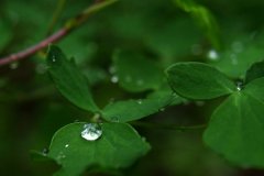 树叶颜色分级检测用对色灯箱