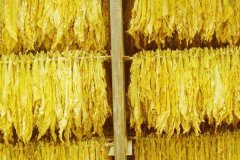 烤烟颜色分级用标准光源箱