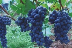 对色灯箱鉴定野生刺葡萄的果皮颜色