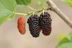 桑葚颜色分级检测用对色灯箱