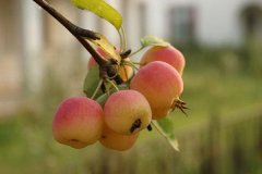 海棠果实颜色分级用对色灯箱